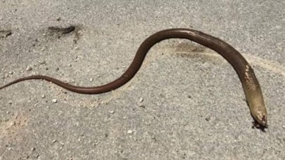 Uzmanlar uyardı: Yılan sanıp öldürmeyin