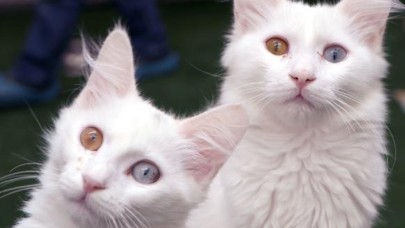 Van kedilerinin sağır olmadığı bilimsel olarak kanıtlandı