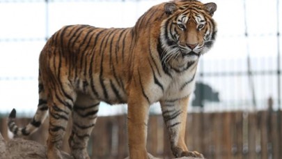 Vietnam'da dondurulmuş kaplanlar ele geçirildi