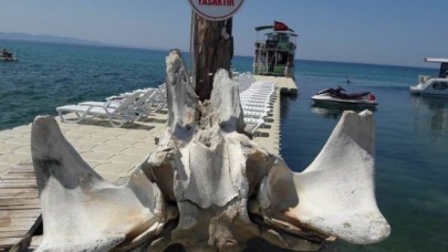 Yüzerken balina kemikleri buldu