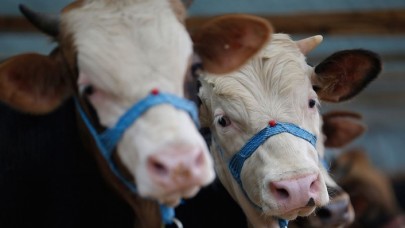 Satışlar başladı! Hangi markette kurbanlık ne kadar?