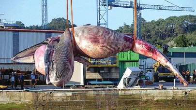 75 tonluk balinayı vinç taşıyamadı