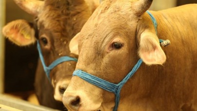 Acemi kasaplara enfeksiyon uyarısı