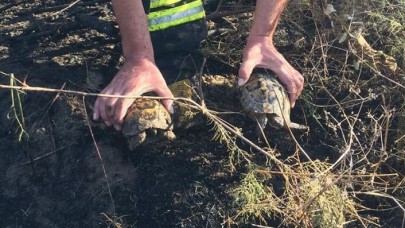 Alevlerin arasında kalan kaplumbağaları ekipler kurtardı
