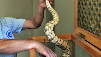 Antalya otogarında valizde boa yılanı ele geçirildi