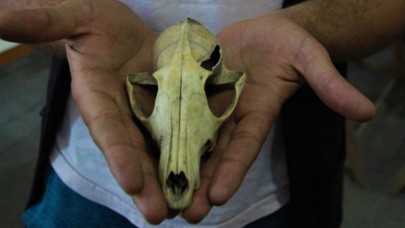 Arkezoolog Gündem,  Eskişehir'deki kazılar hakkında bilgi verdi: 4 bin 500 yıl önce insanlar köpek eti tüketmiş