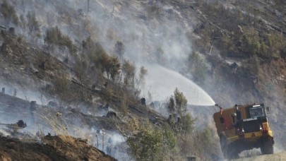 Avustralya'da onlarca kanguru öldü