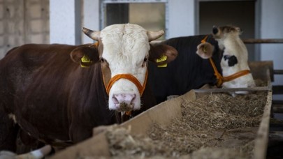 Bakanlıktan hastalıklara karşı kurbanlık tedbirleri