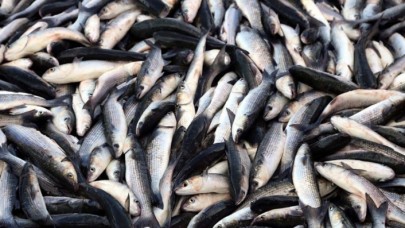 Balık üreticilerine iki önemli destek