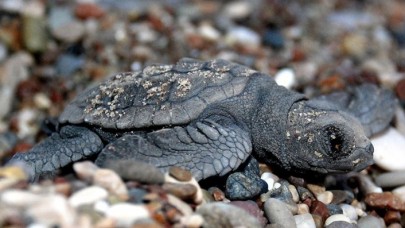 Carettaların üreme alanına giren sürücüye 60 bin lira ceza