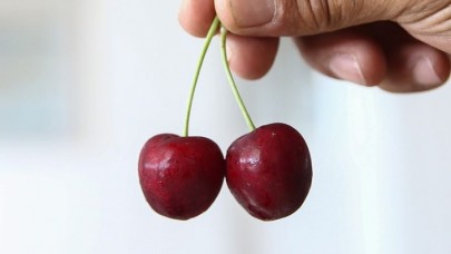 Çinliler Türk kirazını sevdi