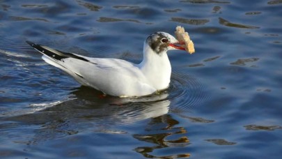 Dik dik bakmak martıları yiyeceklerden uzak tutuyor