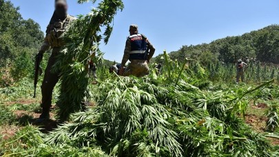 Diyarbakır'da bu yıl yaklaşık 15 milyon kök Hint keneviri ele geçirildi