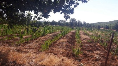 Diyarbakır'da dev operasyon! 1 milyon 349 bin 104 kök ele geçirildi