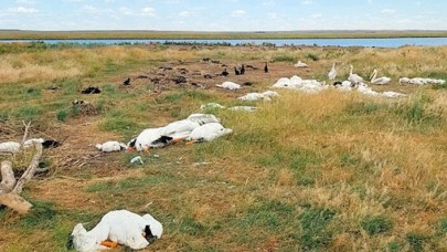 Dolu yağışı 11 bin kuşu telef etti