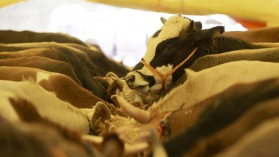 ESK elde kalan kurbanlıkları satın alacak