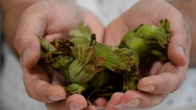 Fındığın yara iyileşmesini hızlandırdığı belirlendi