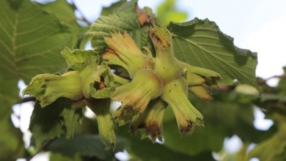Fındık üreticileri huzur içinde hasat yapıyor