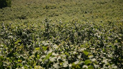 Fındık üreticilerine 'acele etmeyin' çağrısı