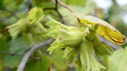 FİSKOBİRLİK 19 Ağustos'ta alıma başlayacak