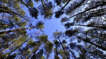 Hükümlülerin 'dikili ağacı' 1 milyonu aştı