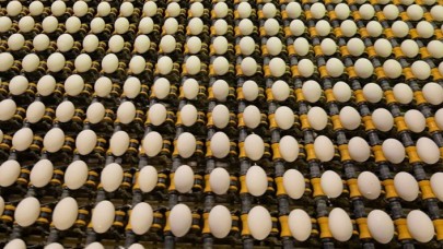 Irak Tarım Bakanı ‘yumurta ithali’ için Türkiye'ye davet edildi