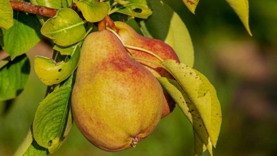 'İştah kontrolü sağlayan armut zayıflamaya yardımcı oluyor'