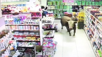 Kaçan kurbanlık dana markete girdi