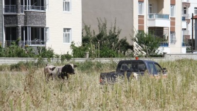 Kaçan kurbanlık iğne vurularak yakalandı