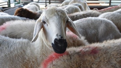 Kasaplardan 'kurbanlık' için öneriler