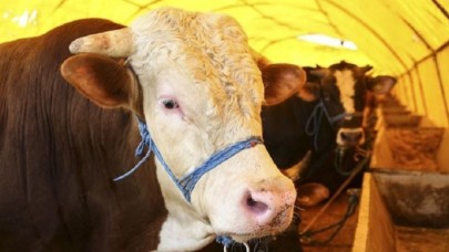 Kurban pazarından 400 bin TL’lik hırsızlık