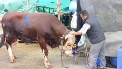 Kurban pazarının 'Paşa'sı 25 bin liraya satıldı