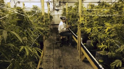 Lüksemburg,  esrarı tamamen yasallaştıran ilk Avrupa ülkesi olacak