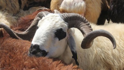 'Makbuz veya belgesiz kurbanlık almayın'