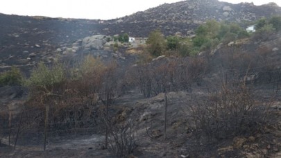 Marmara Adası'ndaki orman yangınına ilişkin soruşturmada yeni gözaltı