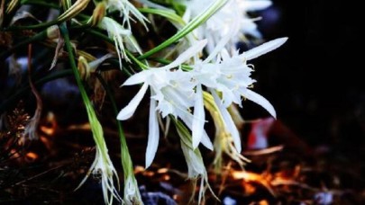 O çiçeği koparmanın cezası 48 bin 625 lira