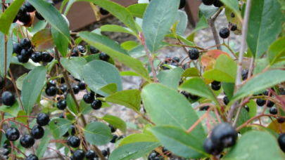Samsun’a aronia bahçesi kuruldu