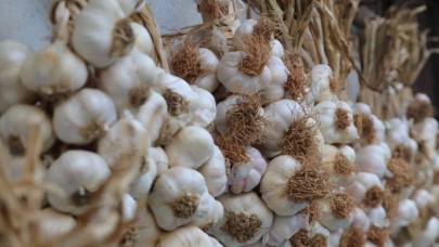 Sarımsak üreticisi fiyattan memnun