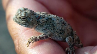 "Topbaş keleri" görenleri şaşırtıyor