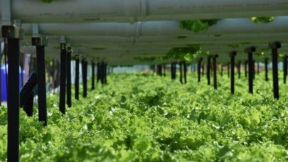 Toprak kullanmadan marul yetiştirmeye başladı,  üretim hızı 3 kat arttı