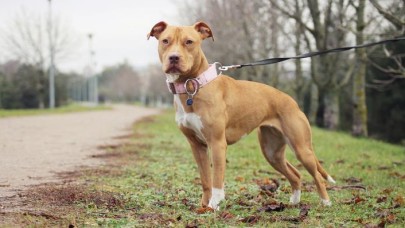 Ülkeye girişleri yasak... Bu 4 köpek ırkını besleyene 7 bin 802 lira ceza