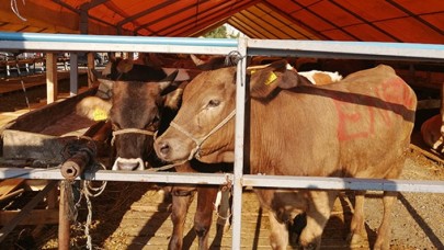 Yaptıkları tanıtım filmi kurbanlık satışlarını arttırdı