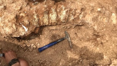 Yeni Zelanda'da insan boyunda penguen fosili bulundu