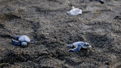 Yeşil deniz kaplumbağalarının denizle buluşma süreçleri başladı