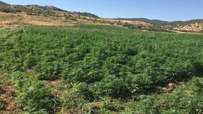 Diyarbakır'da operasyon: 6 milyon 56 bin 586 kök Hint keneviri ele geçirildi