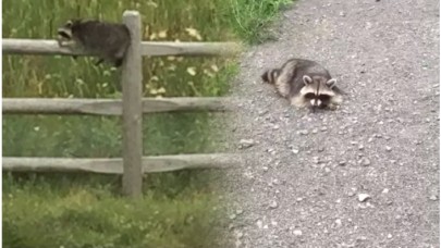 'Sarhoş Rakun' Alarmı!