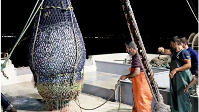 Karadeniz'de 'istavrit' bereketi! İlk ağdan 120 kasa çıktı