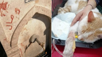 Kediye işkence edip kanıyla duvara yazı yazdılar
