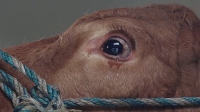 Kesimhaneye Götürüldüğünü Anlayan İnek Ağladı!