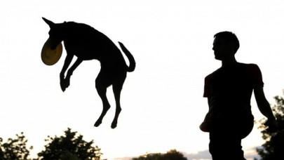 O Şehirde Köpek Sayısı Çocuk Sayısını Geçti!